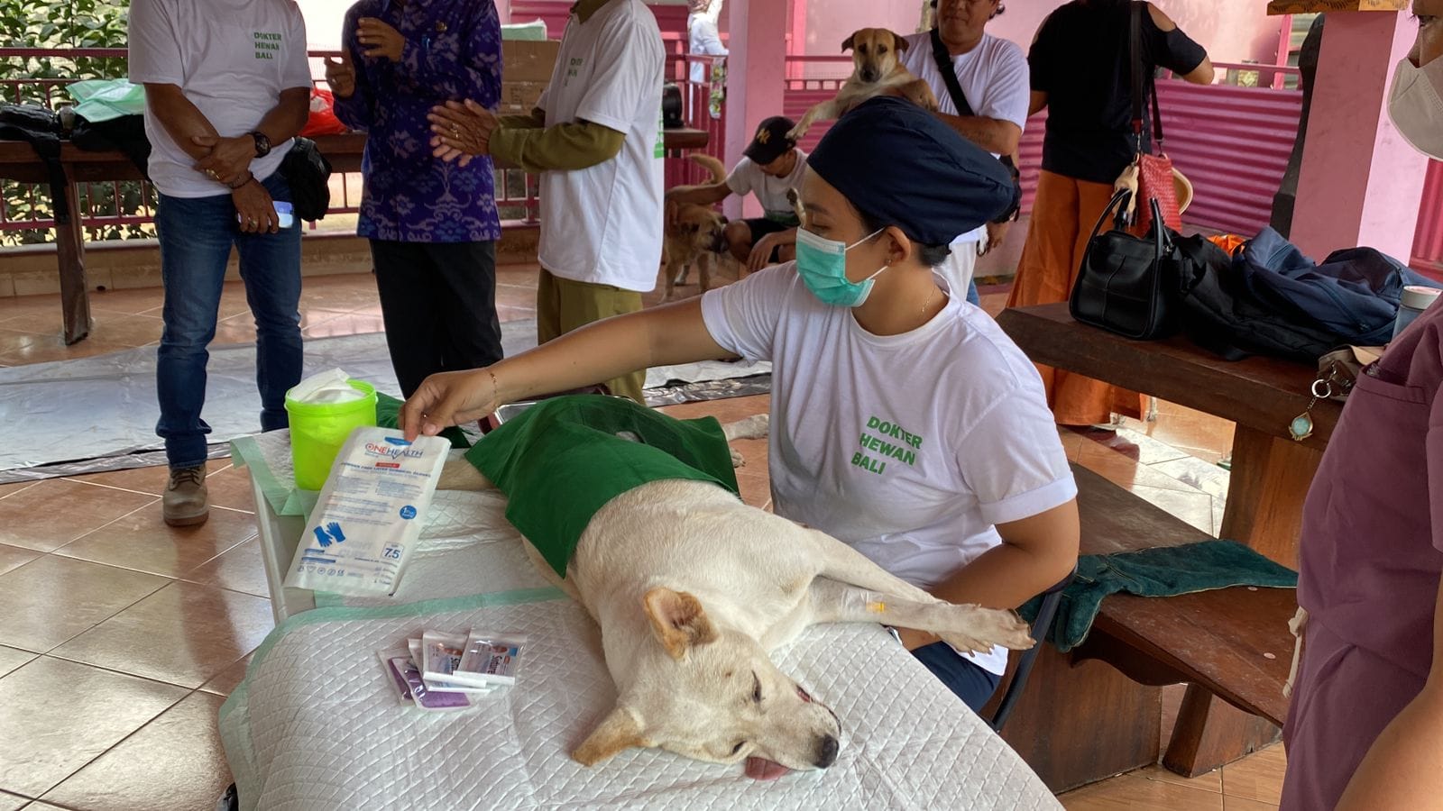 Berantas Rabies, PDHI Bali Sterilisasi Puluhan HPR di Gianyar