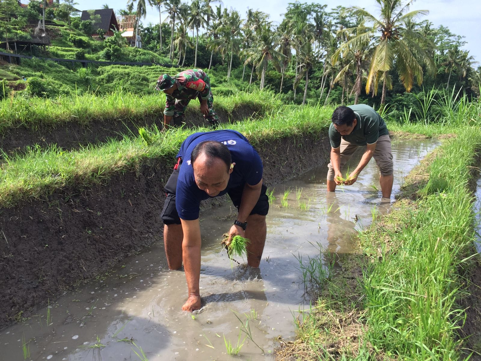 Peringatan Hari Desa, Pemkab Gianyar Gelar Penanaman Padi Organik di Kissidan Ecohill