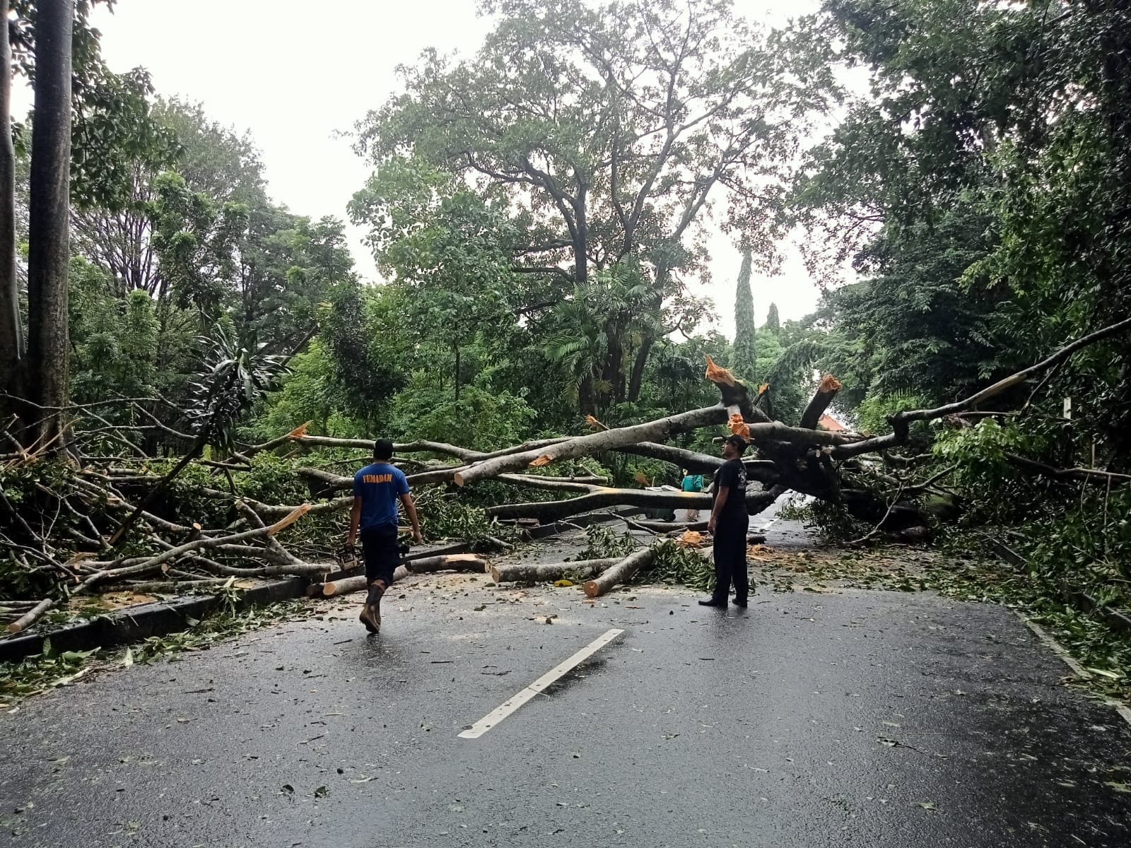 Pohon Tumbang di Jalan Batukaru Denpasar, Evakuasi Pohon Terkendala Hujan Deras