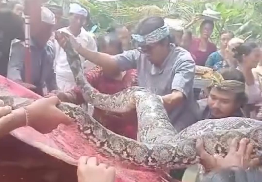 Soal Krama Upacarai Ular Duwe, PHDI Sebut Sah-Sah Saja, Syaratnya Wajib Diperhatikan