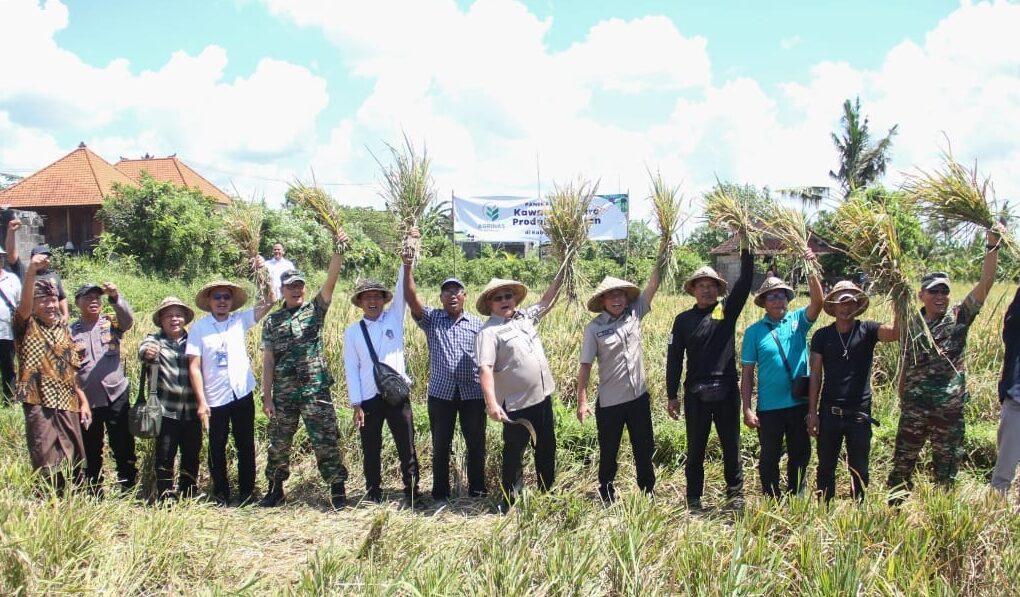 Kodam IX/Udayana Kawal Ketahanan Pangan, Agrinas Serap Gabah Petani Badung