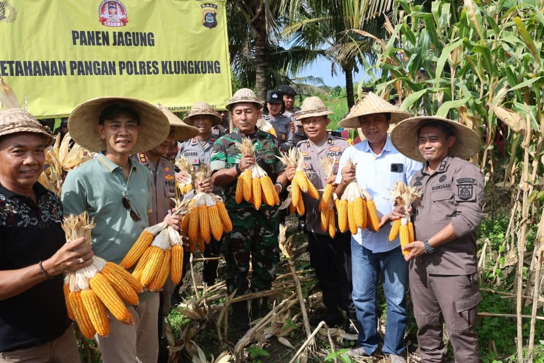 Wakil Ketua DPRD Klungkung Hadiri Panen Jagung, Dukung Ketahanan Pangan