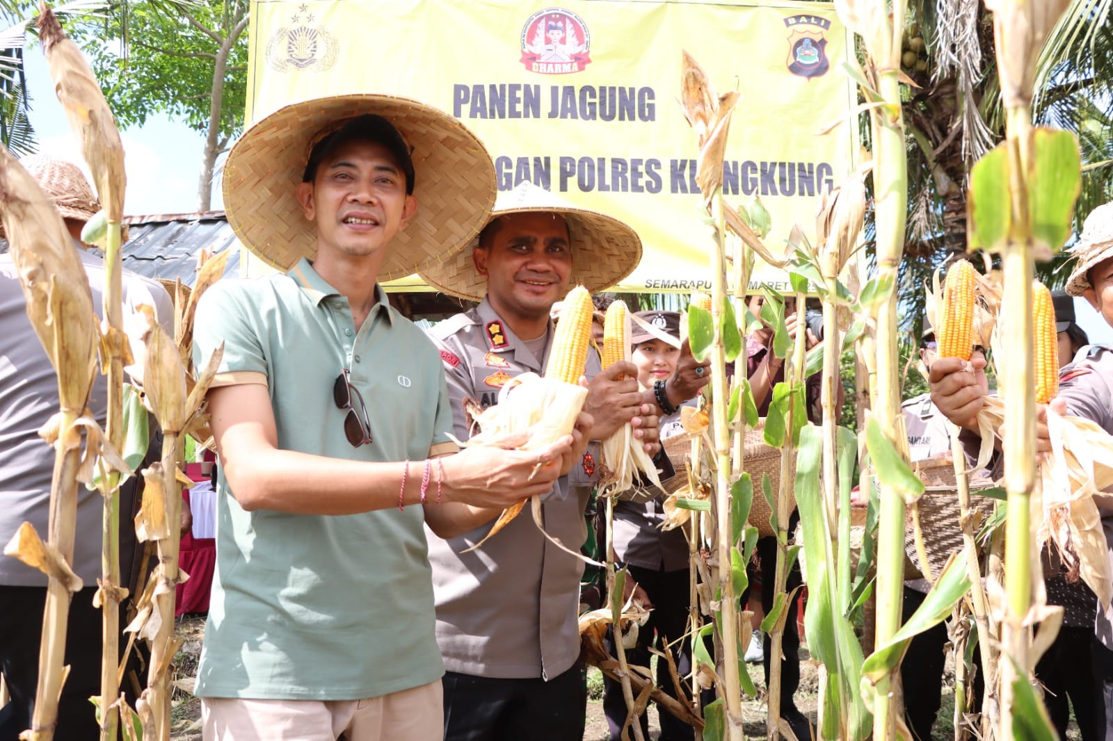 Bersama Kapolres Klungkung, Wabup Tjok Surya Panen Jagung di Apet