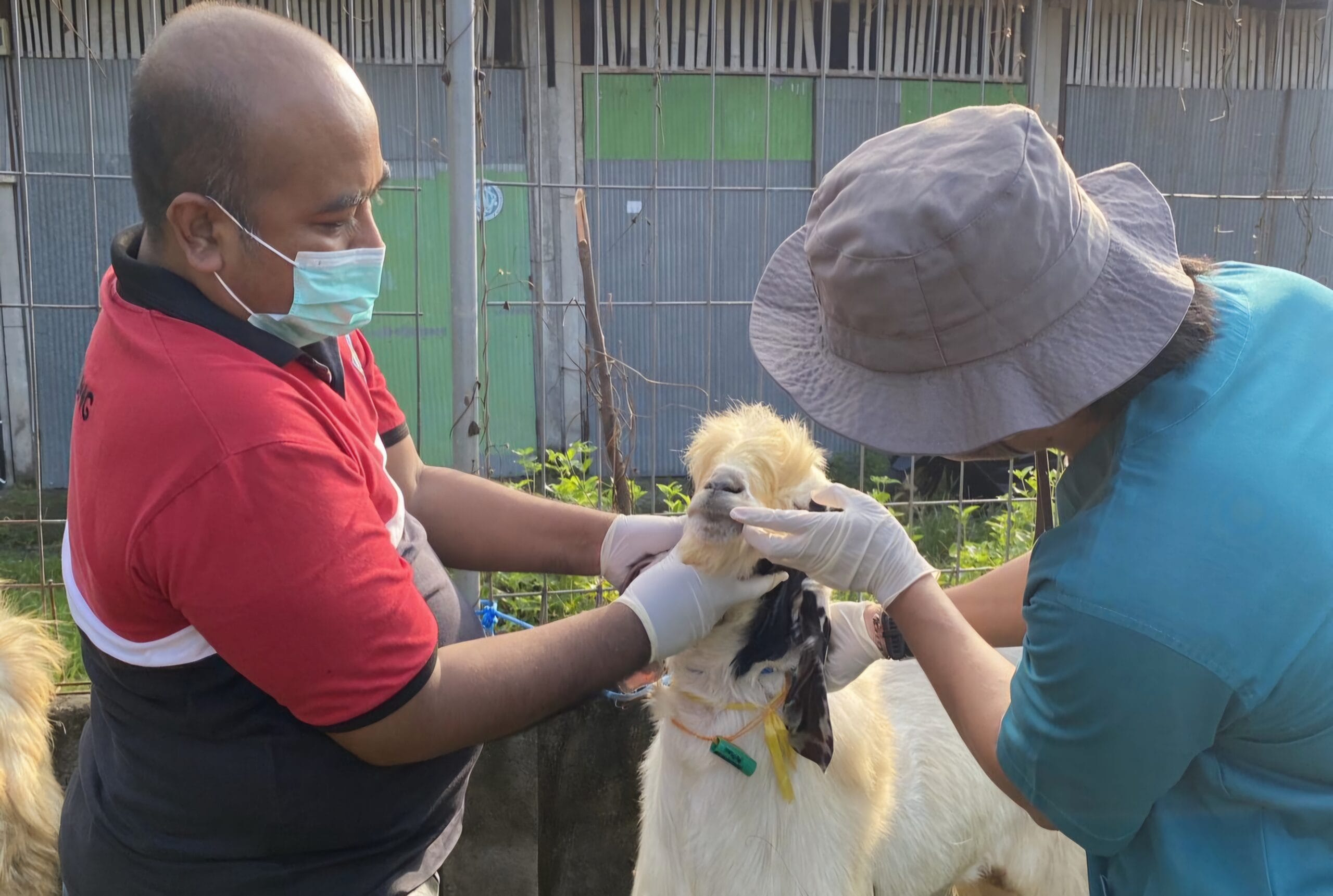 Distan Klungkung Pastikan Pemeriksaan Hewan Kurban Dilakukan Menyeluruh Jelang Iduladha 1446 H