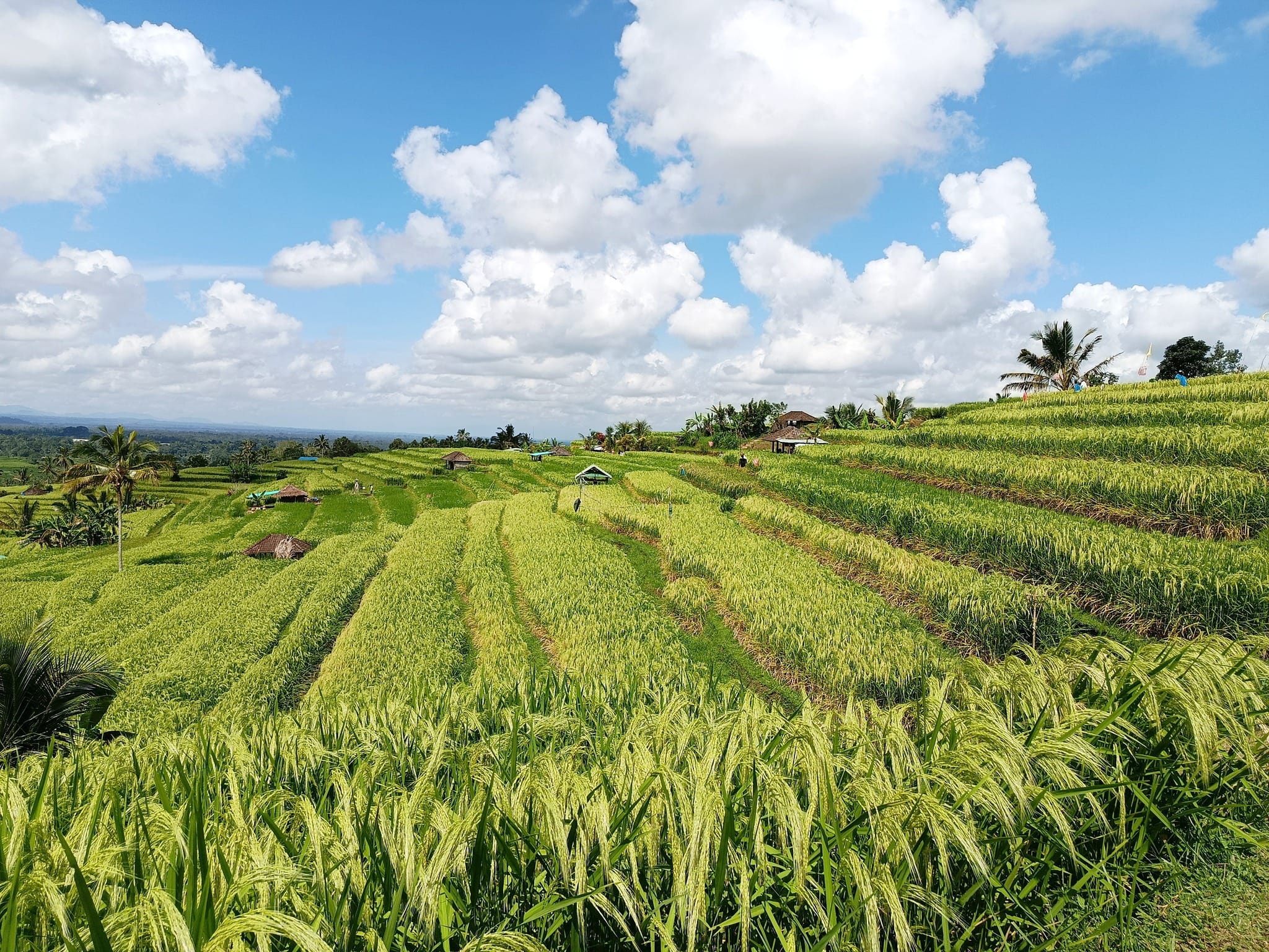 Tabanan Adopsi Sistem Modern Banyuwangi Soal Penggilingan Padi, Menuju Industrialisasi Pertanian