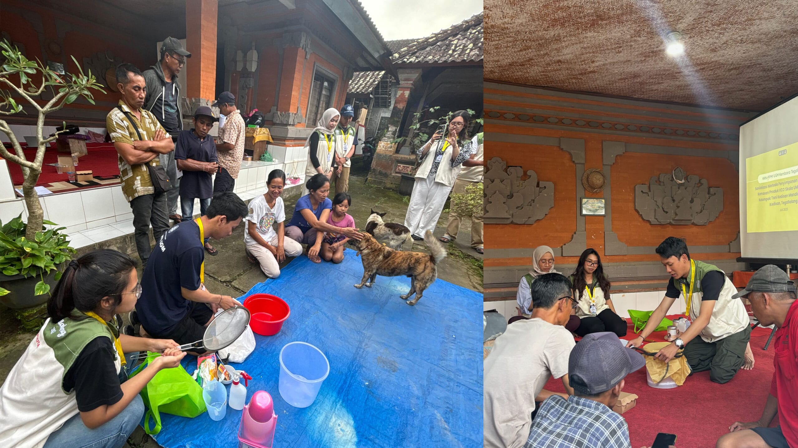 UGM Rangkul Petani Organik di Gianyar Lewat KKN, Dorong Digitalisasi dan Wisata Edukasi