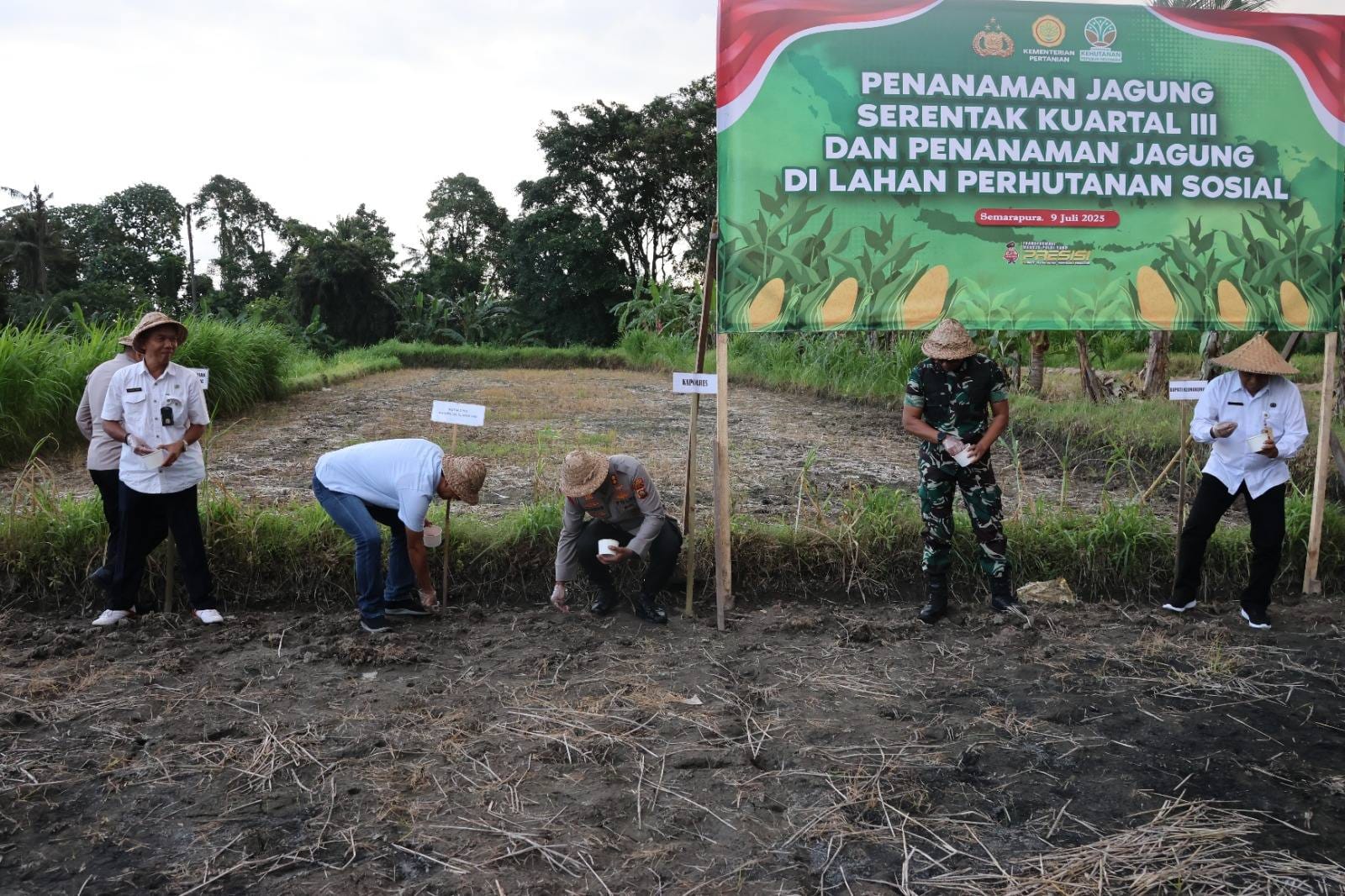 Wakil Ketua DPRD Klungkung Dukung Swasembada Pangan Lewat Penanaman Jagung Serentak