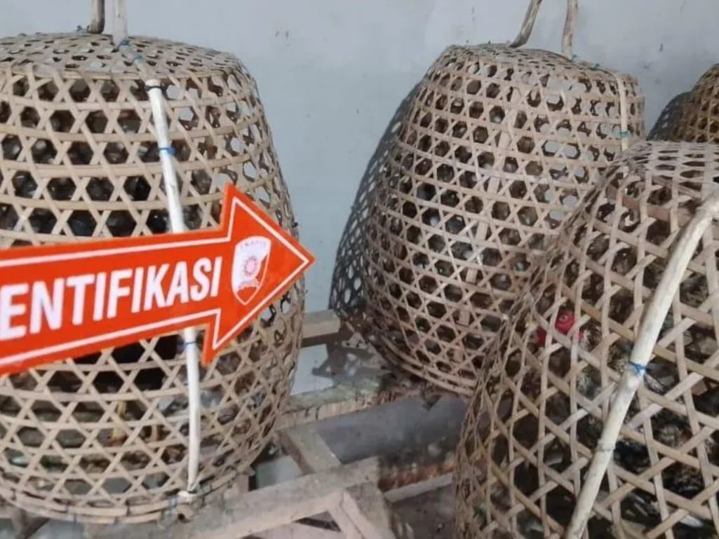 Polisi Selidiki Hilangnya 11 Ayam Aduan Dicuri di Klungkung