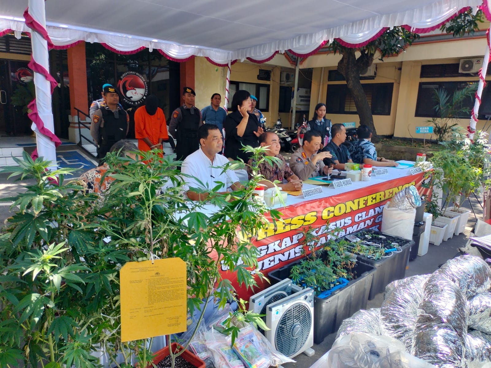 Kebun Ganja Hidroponik di Denpasar Digerebek, Dua WNA Diamankan