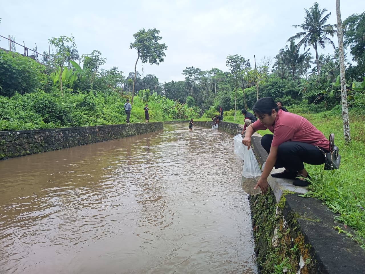 Pemuda Sayan Gerakkan Pelestarian Alam lewat Penebaran 2.500 Ikan Nila untuk Subak