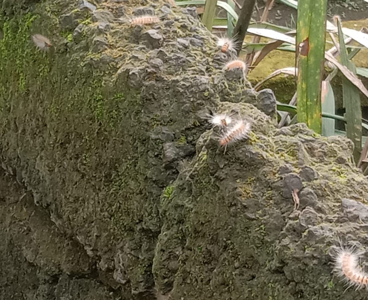 Wabah Ulat Bulu Kembali Serang Banjar Serongga Tengah, Pohon Sandat Rusak dan Masuk Rumah Warga