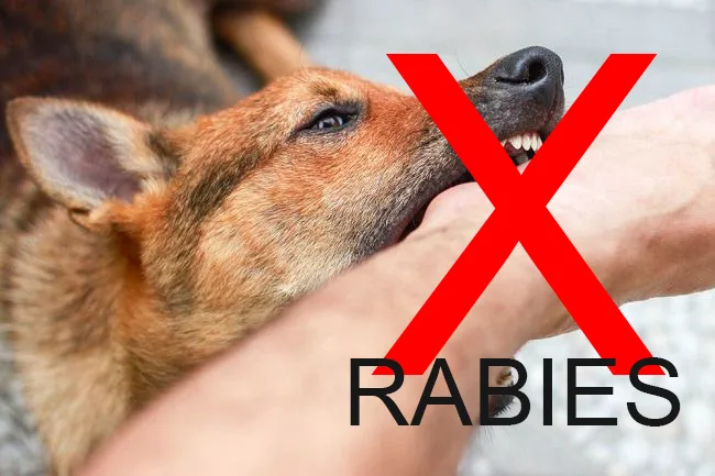 Parah ! Anjing yang Gigit 12 Warga di  Bangli, Positif Rabies