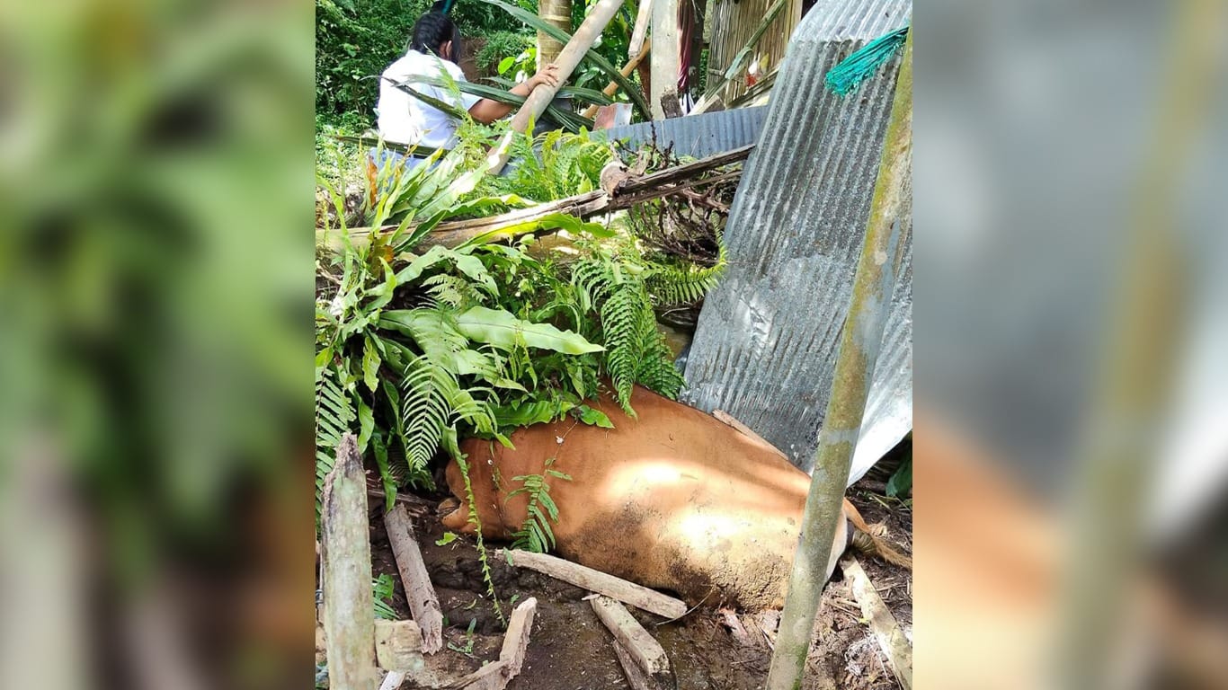 Kandang Hancur Diterjang Pohon, Sapi dan Babi Mati Tertindih di Bangli