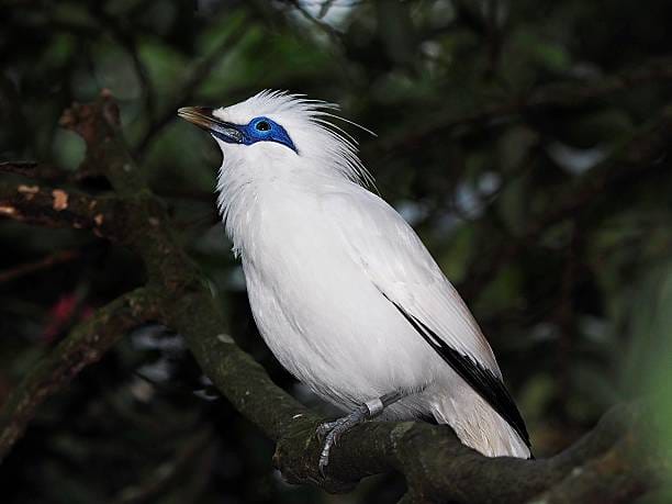 Kebangkitan Sang Maskot : Jalak Bali Lepas dari Jerat Kepunahan, Kini ‘Menjajah’ Desa di Tabanan