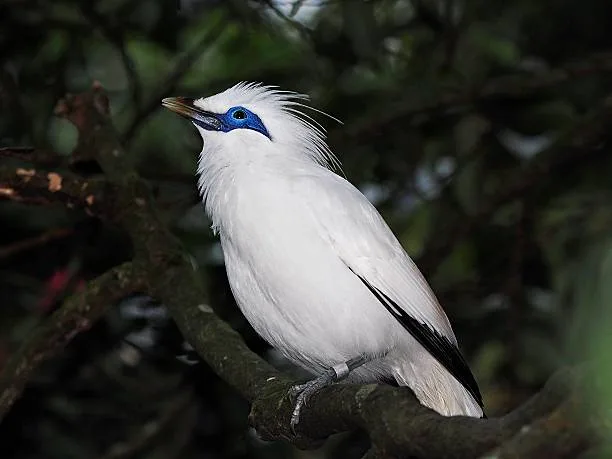 Kebangkitan Sang Maskot : Jalak Bali Lepas dari Jerat Kepunahan, Kini ‘Menjajah’ Desa di Tabanan
