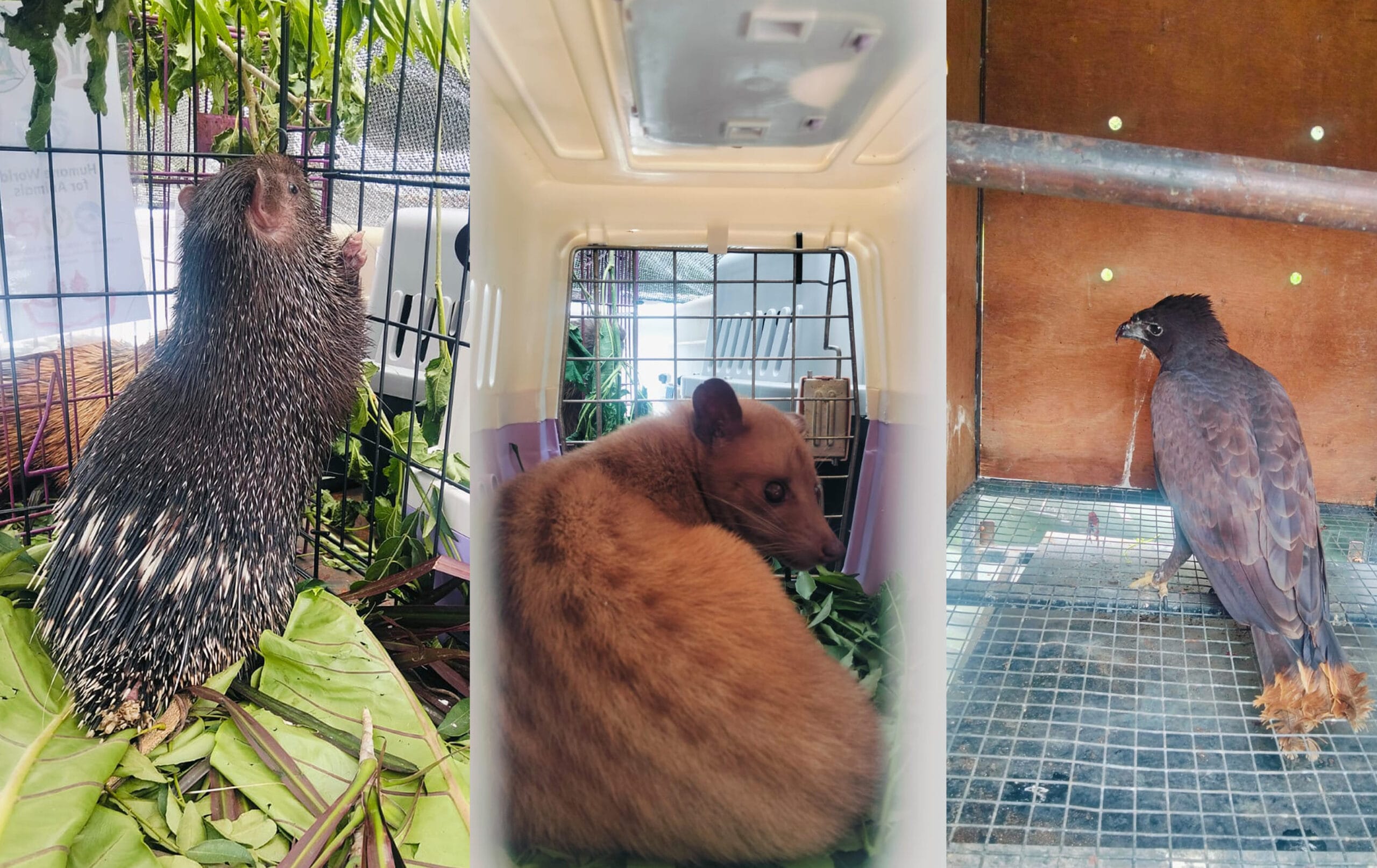 Elang Brontok hingga Landak Jawa Dilepasliarkan di Hutan Tamblingan