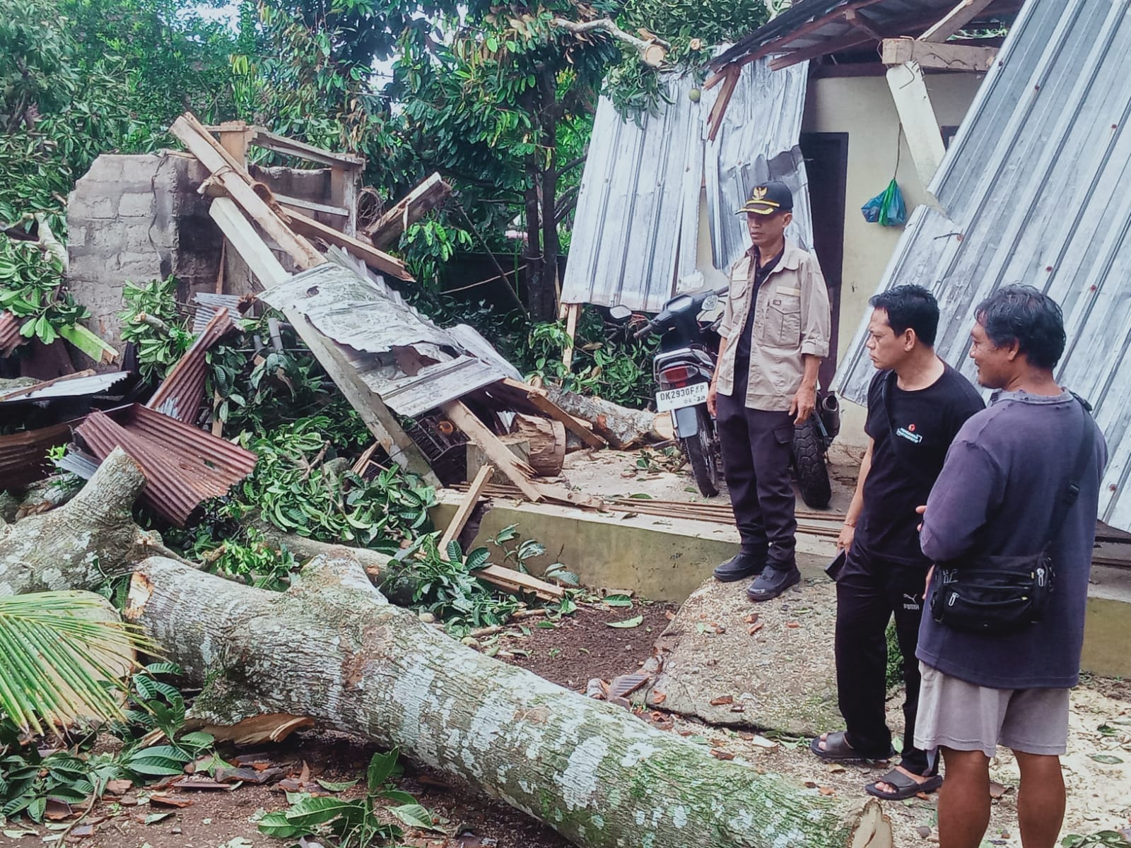 Pohon Mangga Raksasa Hancurkan Rumah Warga di Sangeh, Pemilik Bertahan di Balik Terpal