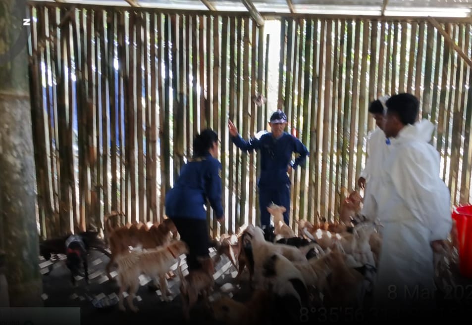 Jaga Warisan Ekologi, Mahasiswa KOAS FKH Unud dan Puskeswan III Gianyar Berkolaborasi Konservasi Anjing Liar