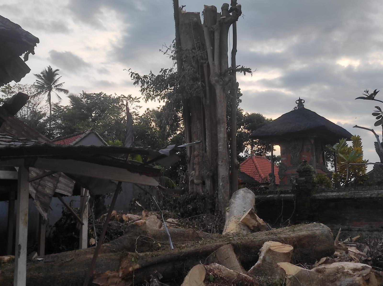 Tragedi Penebangan Pohon di Mengwi: Tukang Kayu Tewas Terhempas dari Ketinggian 20 Meter