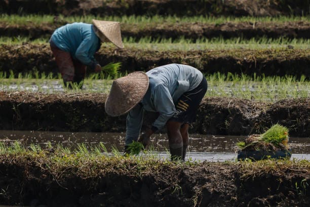 Kalender Bali 13 Maret 2026: Hari Kurang Baik untuk Yadnya, Namun Sangat Tepat untuk Buka Lahan Tani