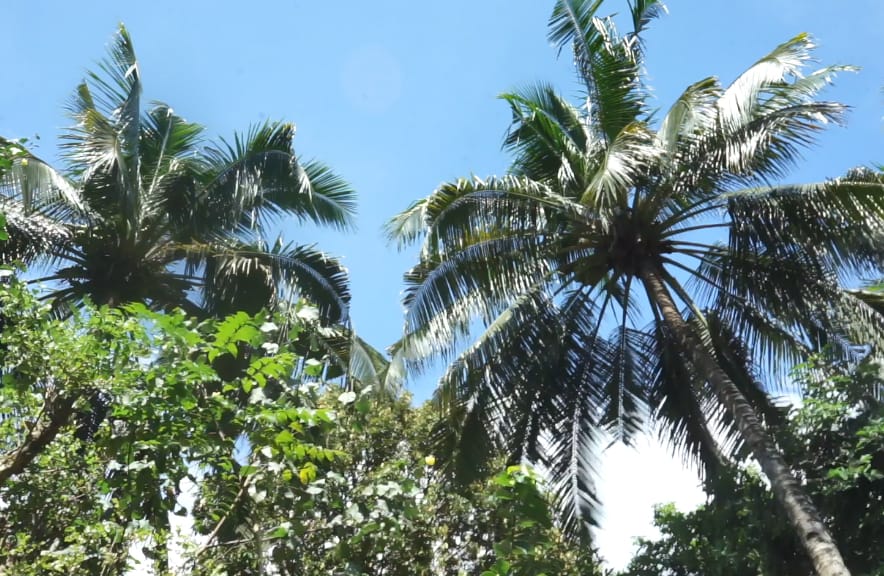 Kalahkan Penjualan Red Label di Bandara, Wayan Koster Targetkan Arak Bali Setara Soju dan Sake