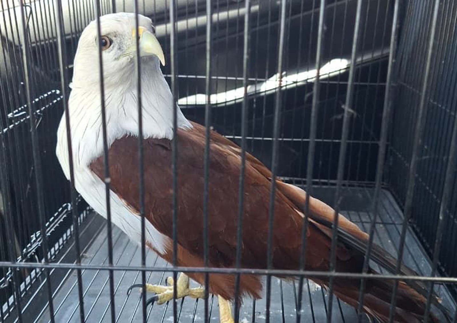 Satwa Dilindungi Masuk Pemukiman? Tim WRU BKSDA Bali Amankan Seekor Elang Bondol di Badung, Begini Kondisinya