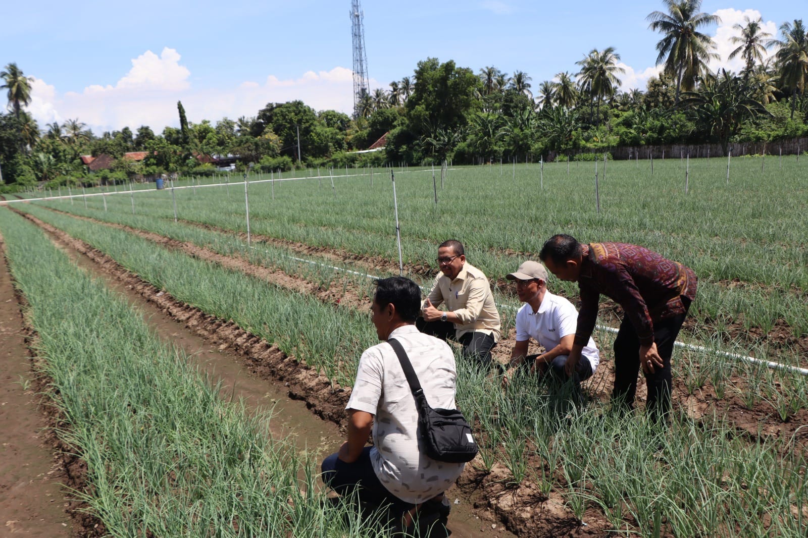 Perkuat Rantai Pasok Nasional, KSP Tinjau Sentra Bawang Gerokgak dan Serap Aspirasi Petani Buleleng