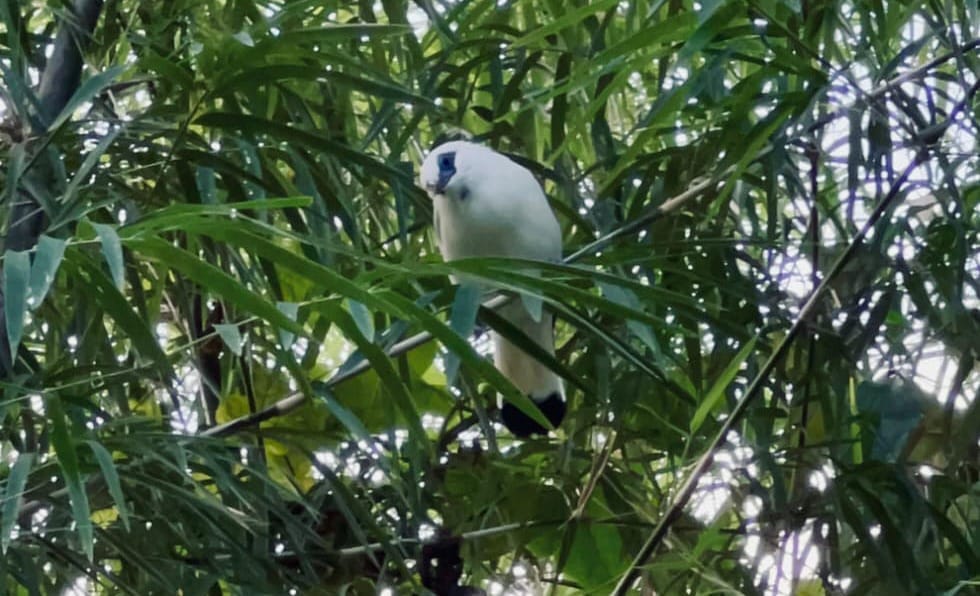 12 Ekor Curik Bali Dilepasliarkan di Desa Adat Karang Dalem Tua Badung, Hasil Penangkaran