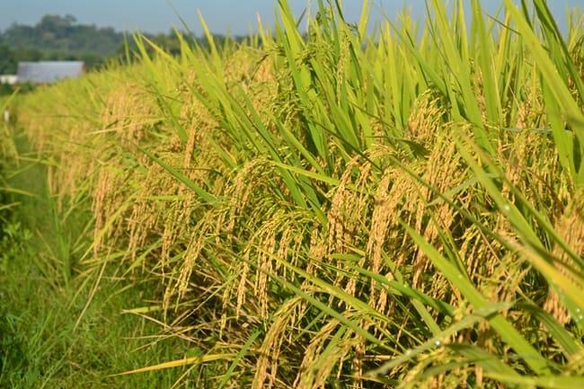 Stok Beras Tembus 16 Juta Ton, Indonesia Akhiri Era Ketergantungan Impor ?
