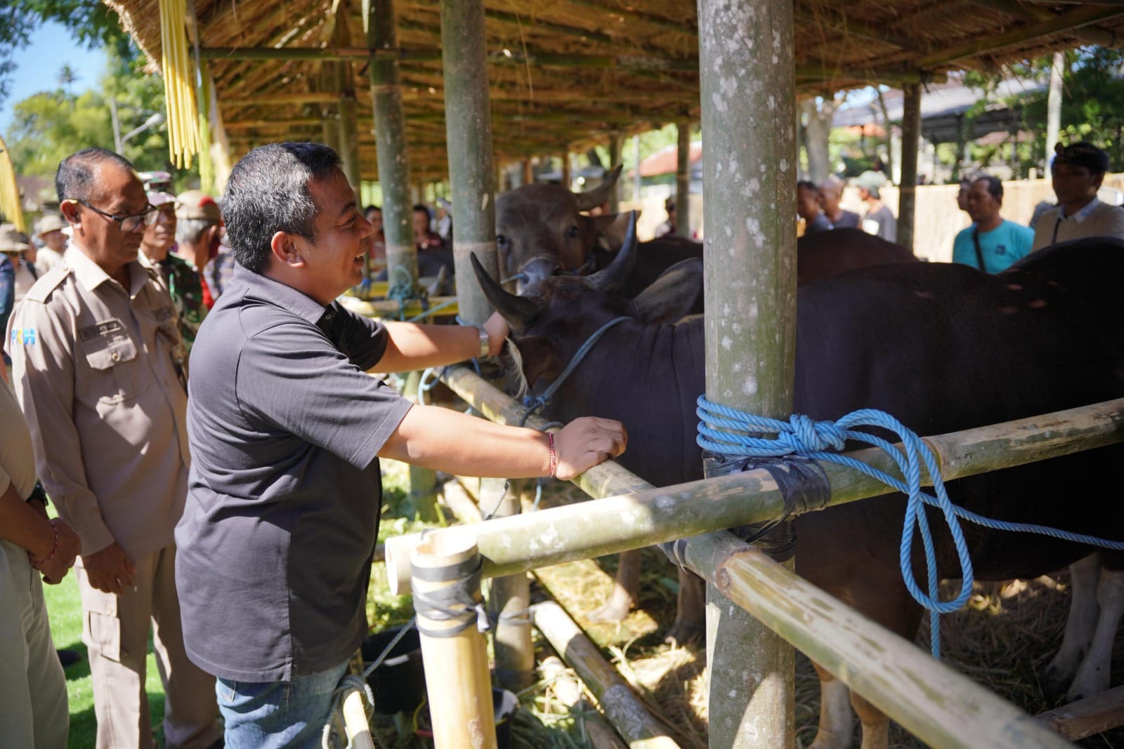 Pemkab Gianyar Gelar Lomba Bibit Sapi Bali Jantan dan Betina, Sekda ; Kontes Jaga Mutu Genetika
