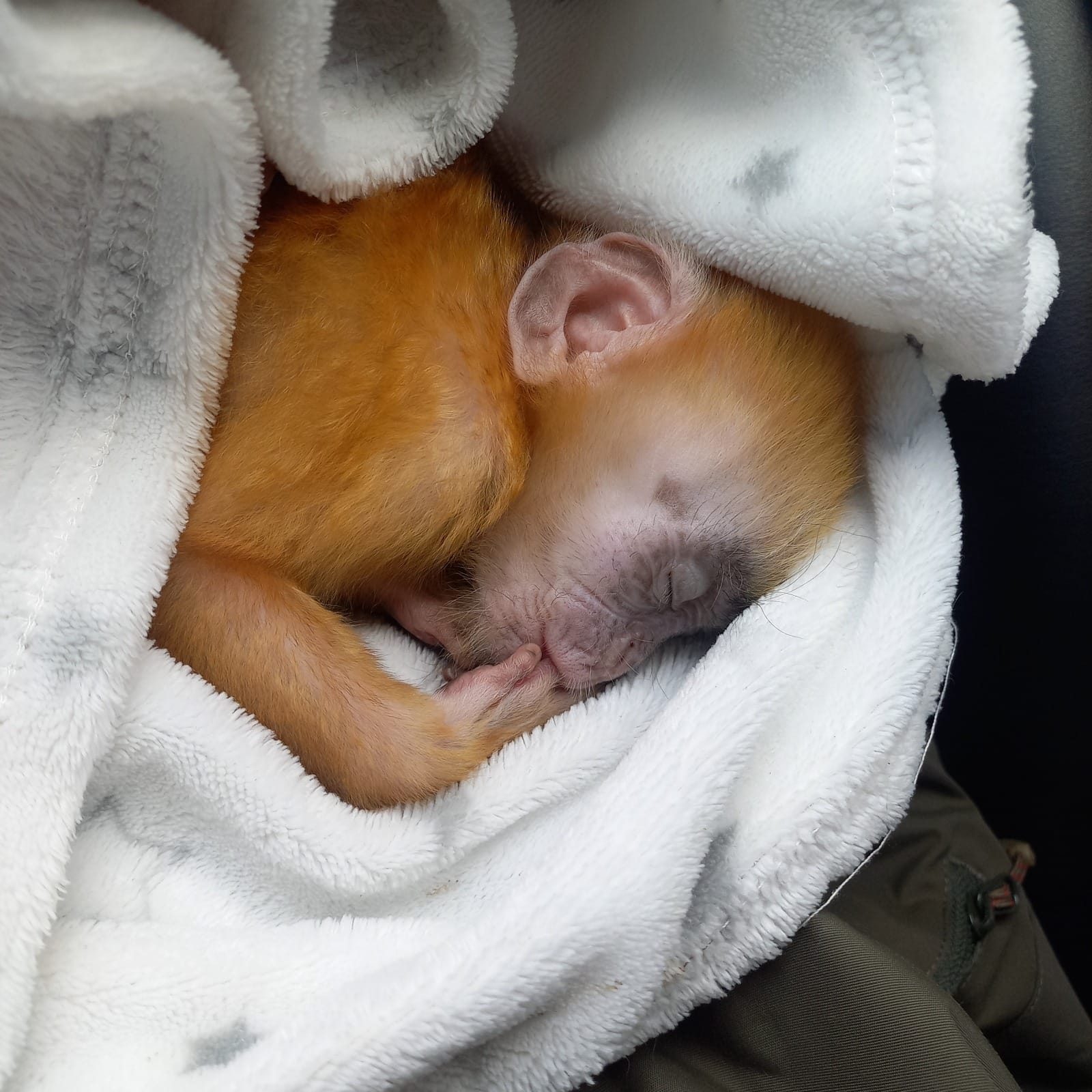 Kena Getah di Sawah Hingga Lepas dari Induknya, Elang dan Bayi Lutung Jawa Dievakuasi BKSDA Bali
