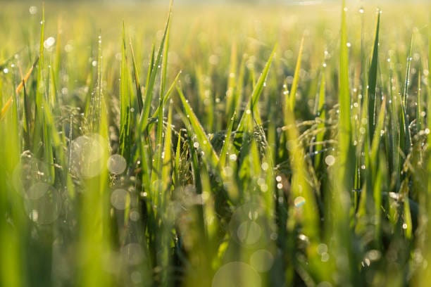 Bali Dominan Hujan Ringan Hari Ini 28 April 2026, Warga di Wilayah Selatan Diminta Waspadai Gelombang Tinggi