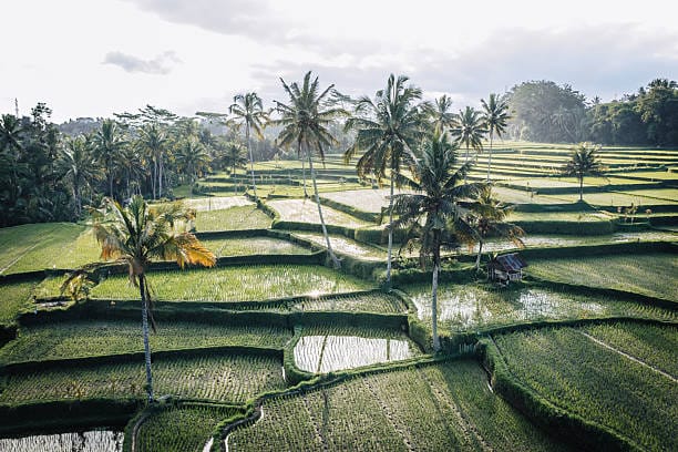 Ala-Ayuning Dewasa 20 April 2026: Hari Baik untuk Pertemuan dan Alat Tani, Hindari Pindah Orang Sakit