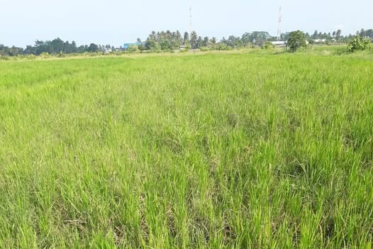 Belasan Subak di Badung Ajukan Klaim Gagal Panen, Klaim Asuransi Petani Capai Rp877 Juta