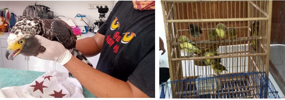 BKSDA Bali Evakuasi Elang Ular Bido yang Tabrak Jendela dan Lepasliarkan 21 Burung Sitaan di Buleleng