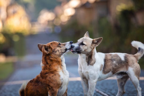 Kuta Selatan Penyumbang Terbanyak Anjing Rabies di Badung, Vaksinasi Massal Digenjot Targetkan 75 Ribu Ekor