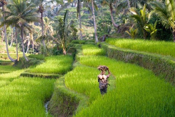 Kalender Bali 10 Mei 2026: Hari Tepat Buka Usaha, Tapi Pantang Menanam Padi dan Menikah