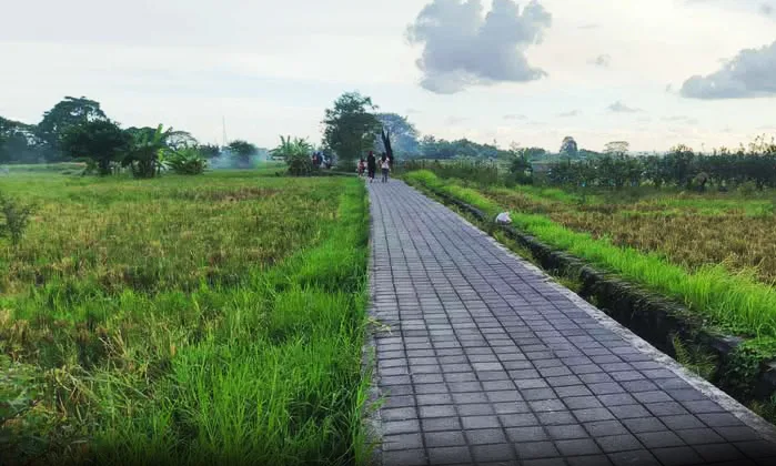 10 Tahun Menyusut  600 Hektar, Subak di Denpasar Bertahan Sampai Kapan ?