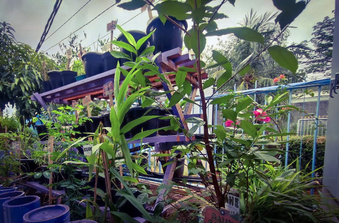 Jangan Salah Olah ! Ini Khasiat Nyata Daun Miana, Brotowali, Hati-Hati Ada yang Ganggu Kehamilan