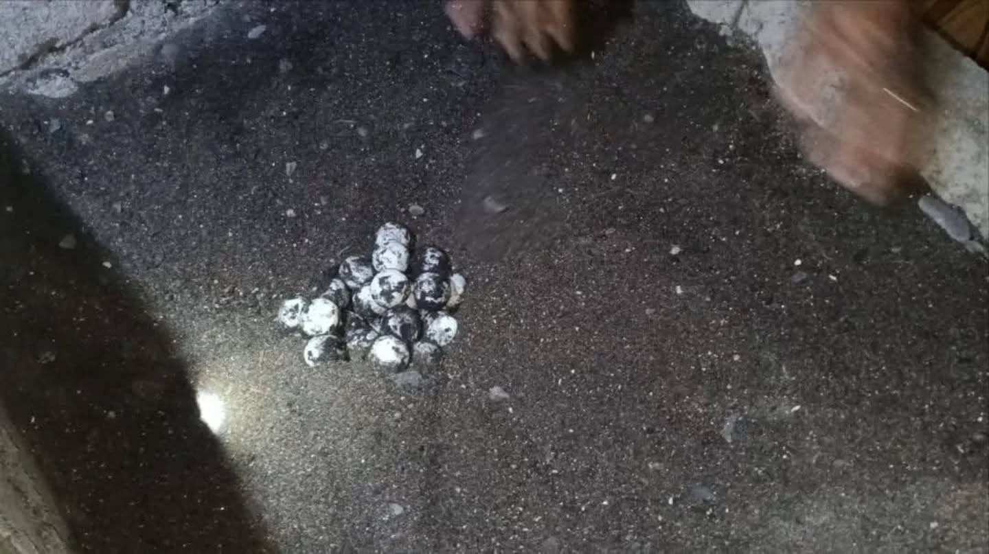 Selamatkan Satwa Dilindungi, KUB Karang Gunung dan Relawan Kurma Segara Raksa Amankan Dua Sarang Penyu di Buleleng