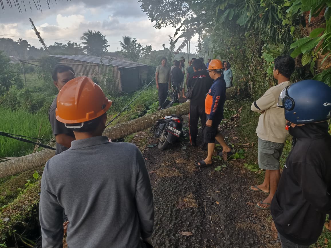 Pohon Kelapa Tumbang Timpa Pemotor di Dusun Tabu Klungkung, TRC BPBD Bergerak Cepat Evakuasi Korban