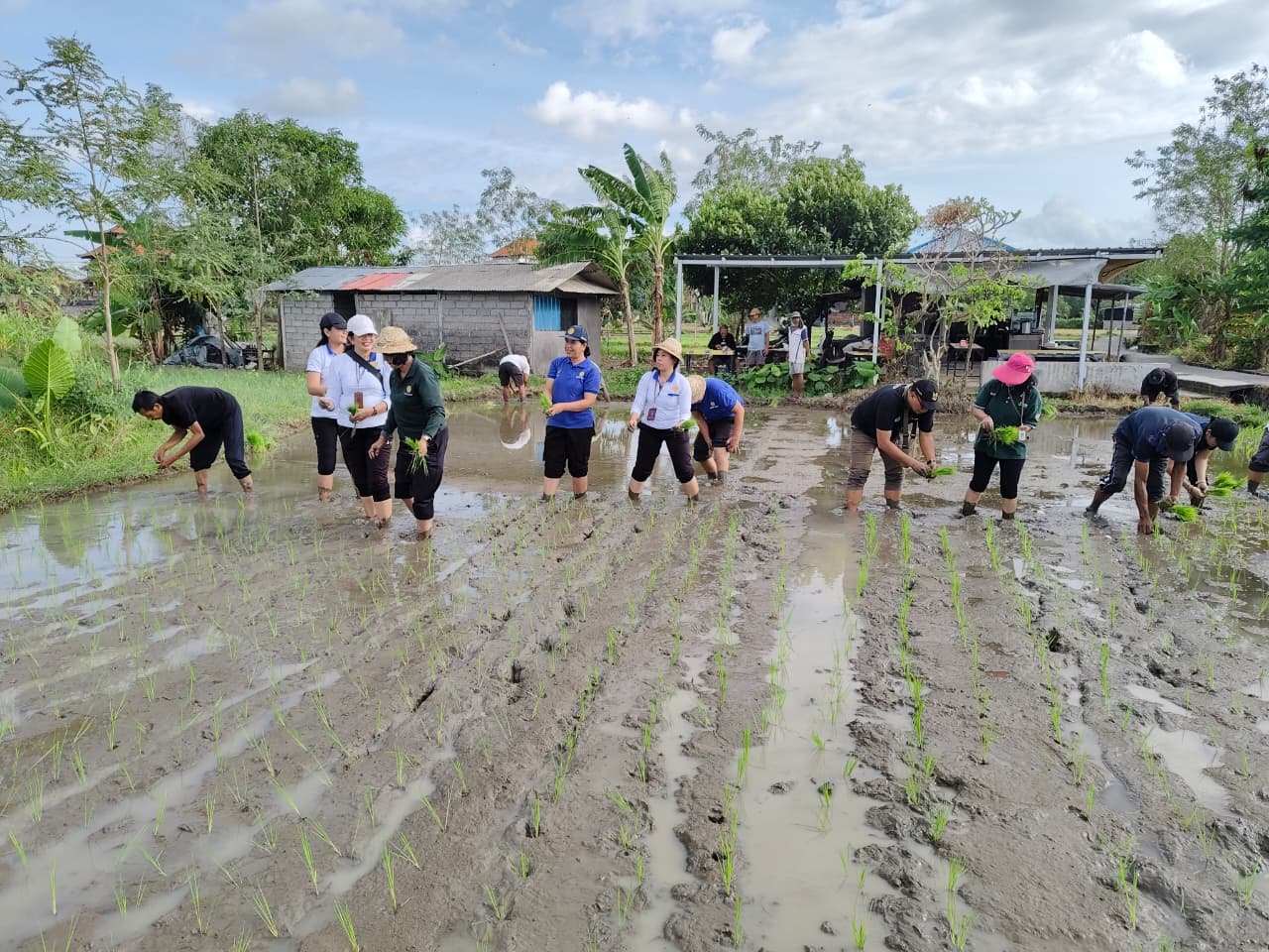 Perkuat Ketahanan Pangan Kota, Pemkot Denpasar Salurkan Benih Padi Tahan Kering untuk 205 Hektare Sawah