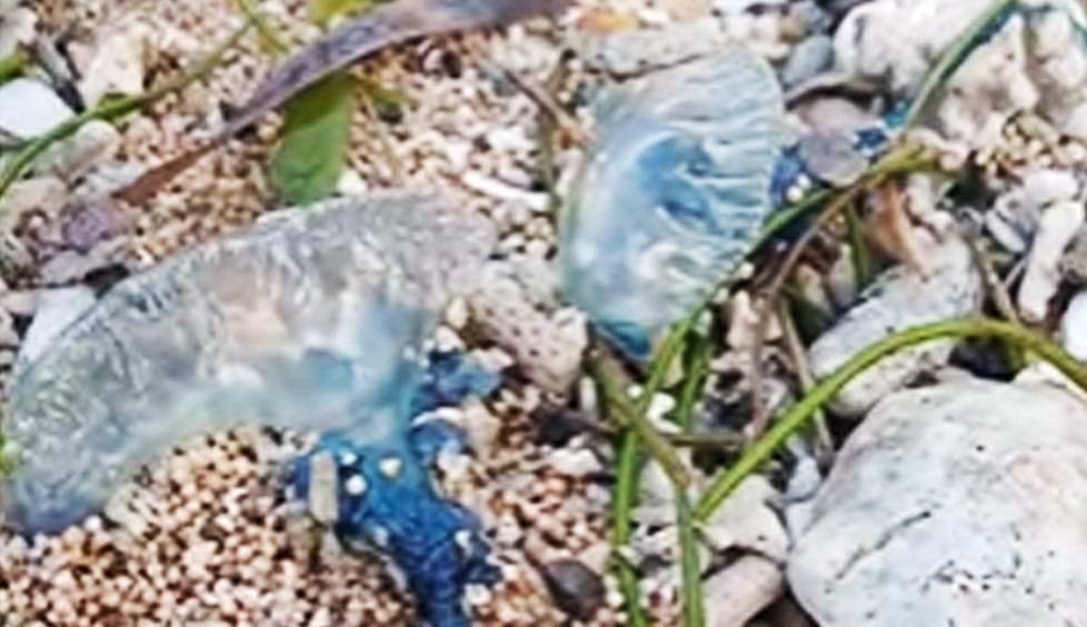 Awas Kena Sengat ‘Lateng Layar’! BPBD Denpasar Imbau Warga Hindari Berenang di Pantai Segara Ayu