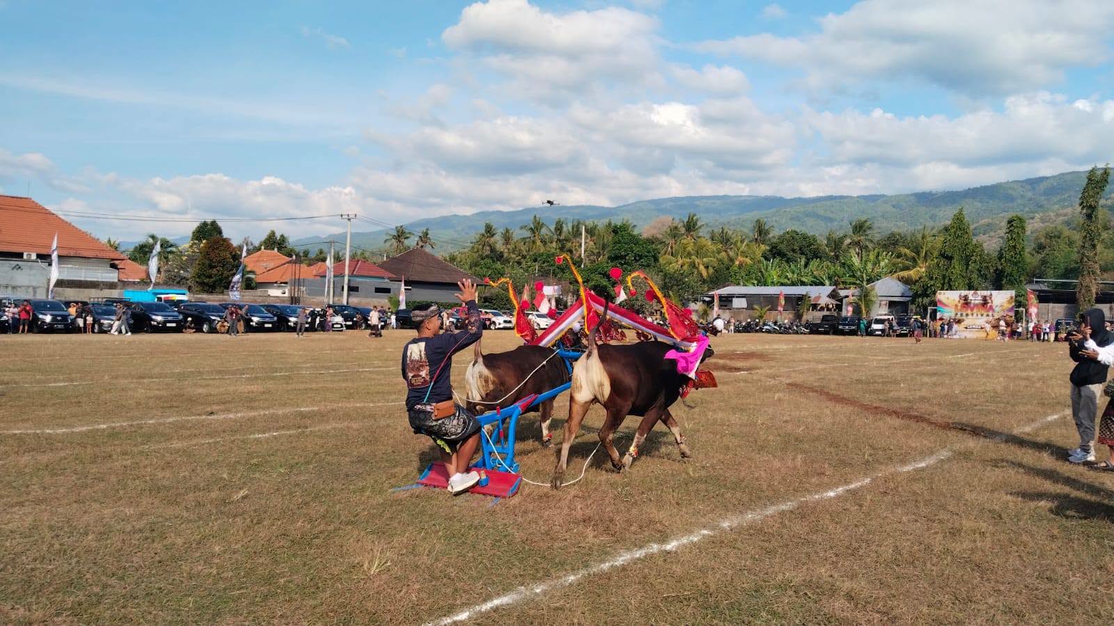 Sampi Grumbungan Meriahkan Lovina Festival 2026: Lestarikan Sapi Bali Lokal dan Buka Peluang Wisata Budaya