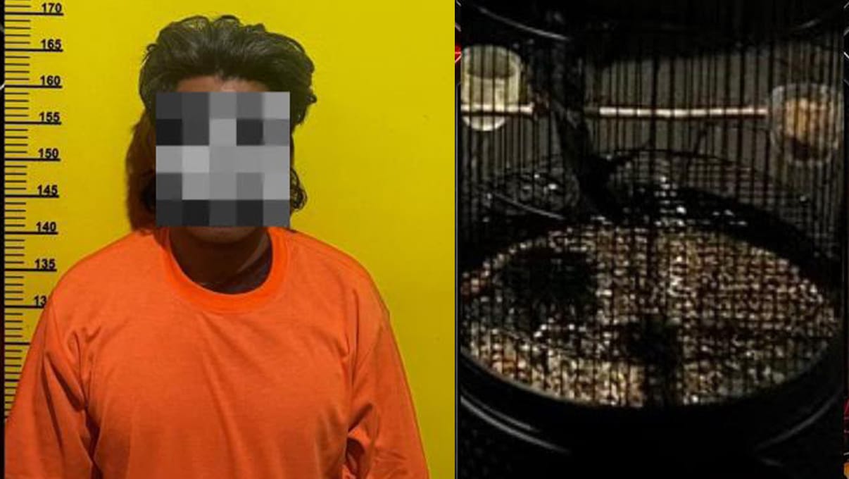 Pencuri Burung Murai Batu Majikan Seharga Rp 25 Juta, Pelaku Diringkus di Probolinggo