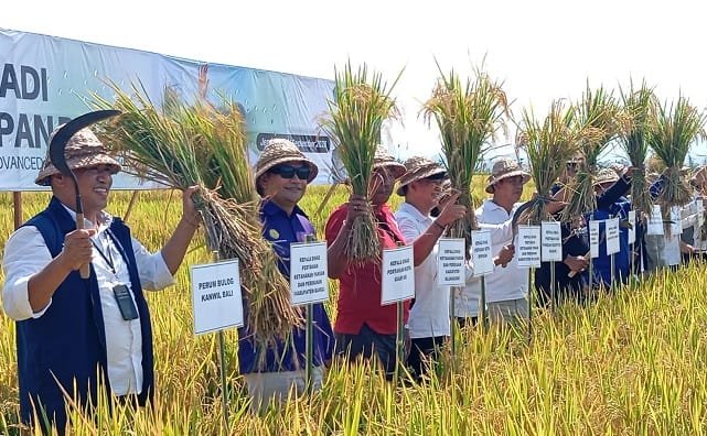 Modernisasi Padi 100 Hektar di Jembrana Siap Diadopsi Gianyar