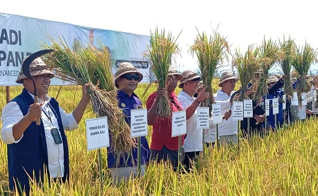 Modernisasi Padi 100 Hektar di Jembrana Siap Diadopsi Gianyar