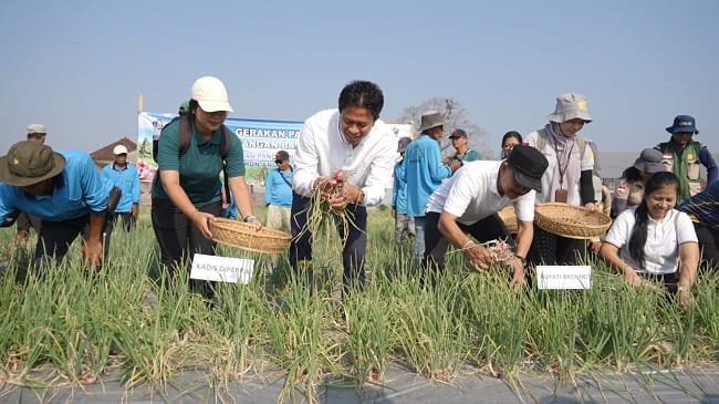 Tembus 26 Ton di Lahan 2 Hektar, Petani Sading Buktikan Badung Potensial Bawang Merah