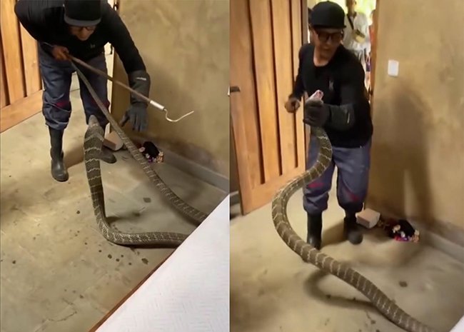 Dua Hari Bersuara Berisik di Bawah Dipan, King Kobra Sepanjang 3,46 Meter Dievakuasi dari Kamar Warga di Tabanan
