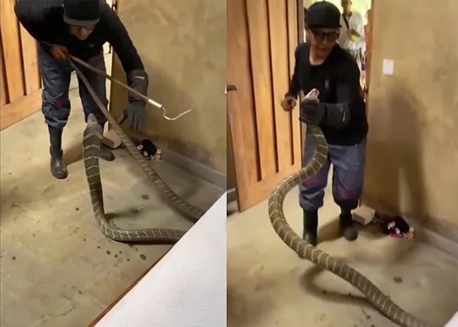 Dua Hari Bersuara Berisik di Bawah Dipan, King Kobra Sepanjang 3,46 Meter Dievakuasi dari Kamar Warga di Tabanan